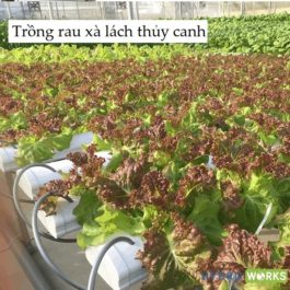 Kỹ thuật trồng rau xà lách thủy canh với giá thể