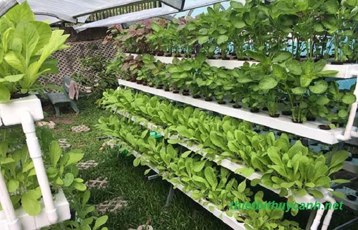 Tự làm hệ thống trồng rau thủy canh tại nhà dễ hay khó ?