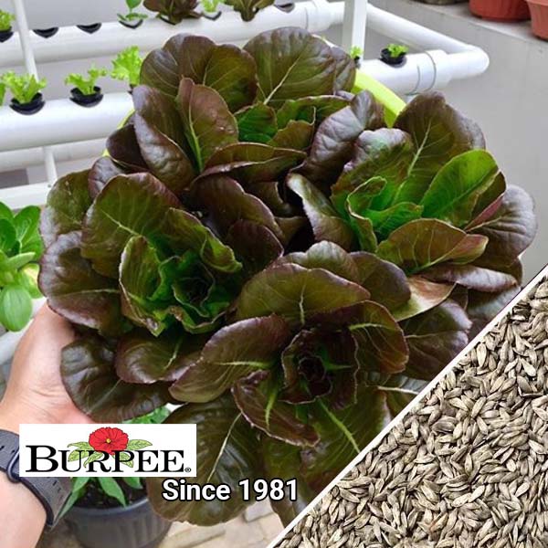 xa-lach-red-romaine-1-2 Xà Lách Red Romaine ( Túi 250 hạt)