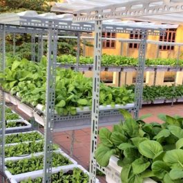 Cách trồng rau sạch trên sân thượng – Kinh nghiệm, kỹ thuật trồng