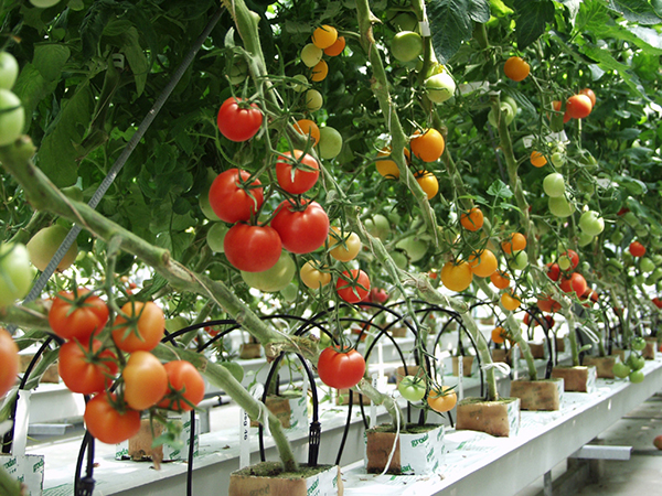 hướng dẫn trồng cà chua thủy canh