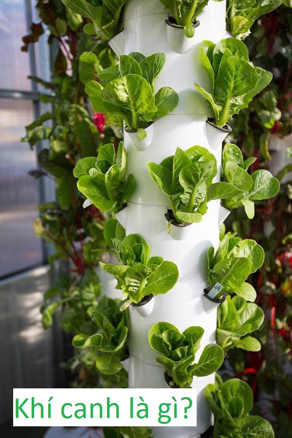 Read more about the article Khí canh là gì? Mô hình trồng rau theo phương pháp khí canh