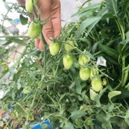 Hướng dẫn cách trồng cà chua thủy canh tại nhà năng suất cao