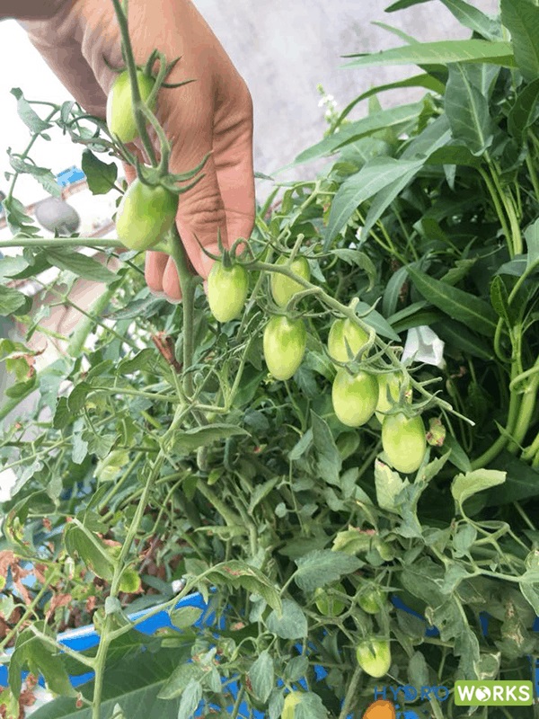Read more about the article Hướng dẫn cách trồng cà chua thủy canh tại nhà năng suất cao