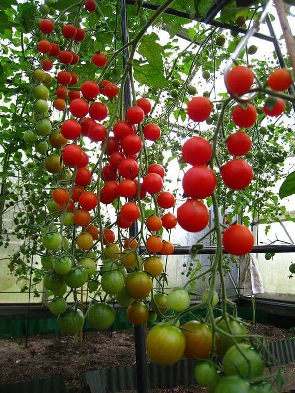 trồng cà chua thủy canh tại nhà