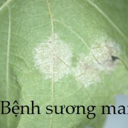Bệnh sương mai trên cây trồng họ bầu bí 
