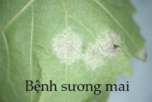 bệnh sương mai là gì