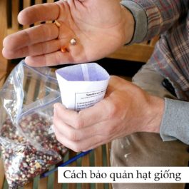 Hướng dẫn cách bảo quản hạt giống cây trồng