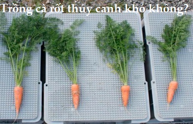 cách trồng cà rốt tại vườn