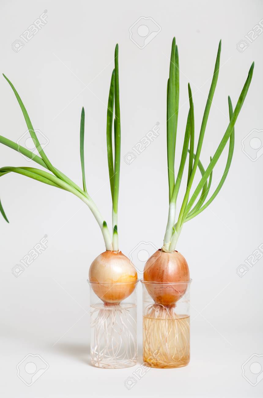 Two onions with green leaves onion and extensive root system growing in transparent cups of water on a white background