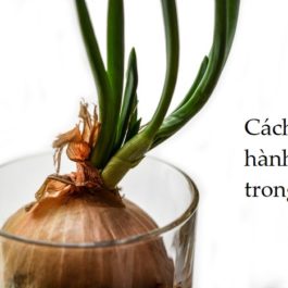 Cách trồng hành tây trong nước tại nhà