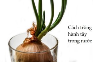 cách trồng hành tây trong nước