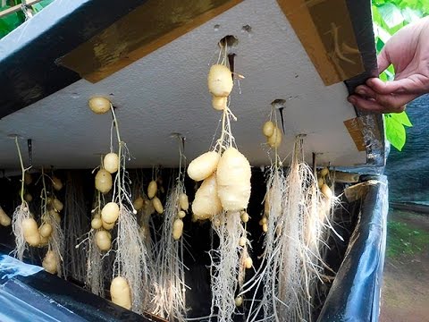 cách trồng khoai tây trong thùng xốp