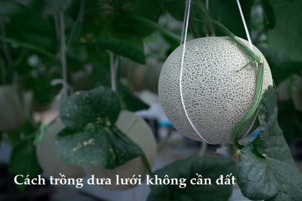 Read more about the article Bật mí phương pháp trồng dưa lưới thủy canh hiệu quả