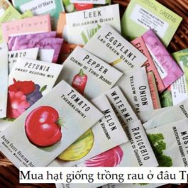 Top 10 shop bán hạt giống tại TPHCM uy tín nhất 