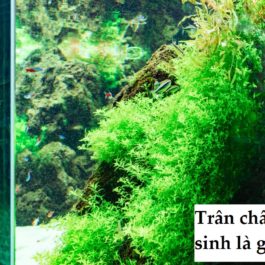 Hướng dẫn trồng Cây Trân Châu Ngọc Trai Thủy Sinh Nhật tại nhà