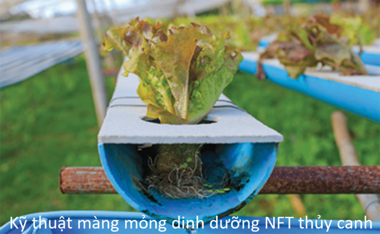 Read more about the article Hệ thống thủy canh NFT là gì? Công nghệ màng mỏng dinh dưỡng