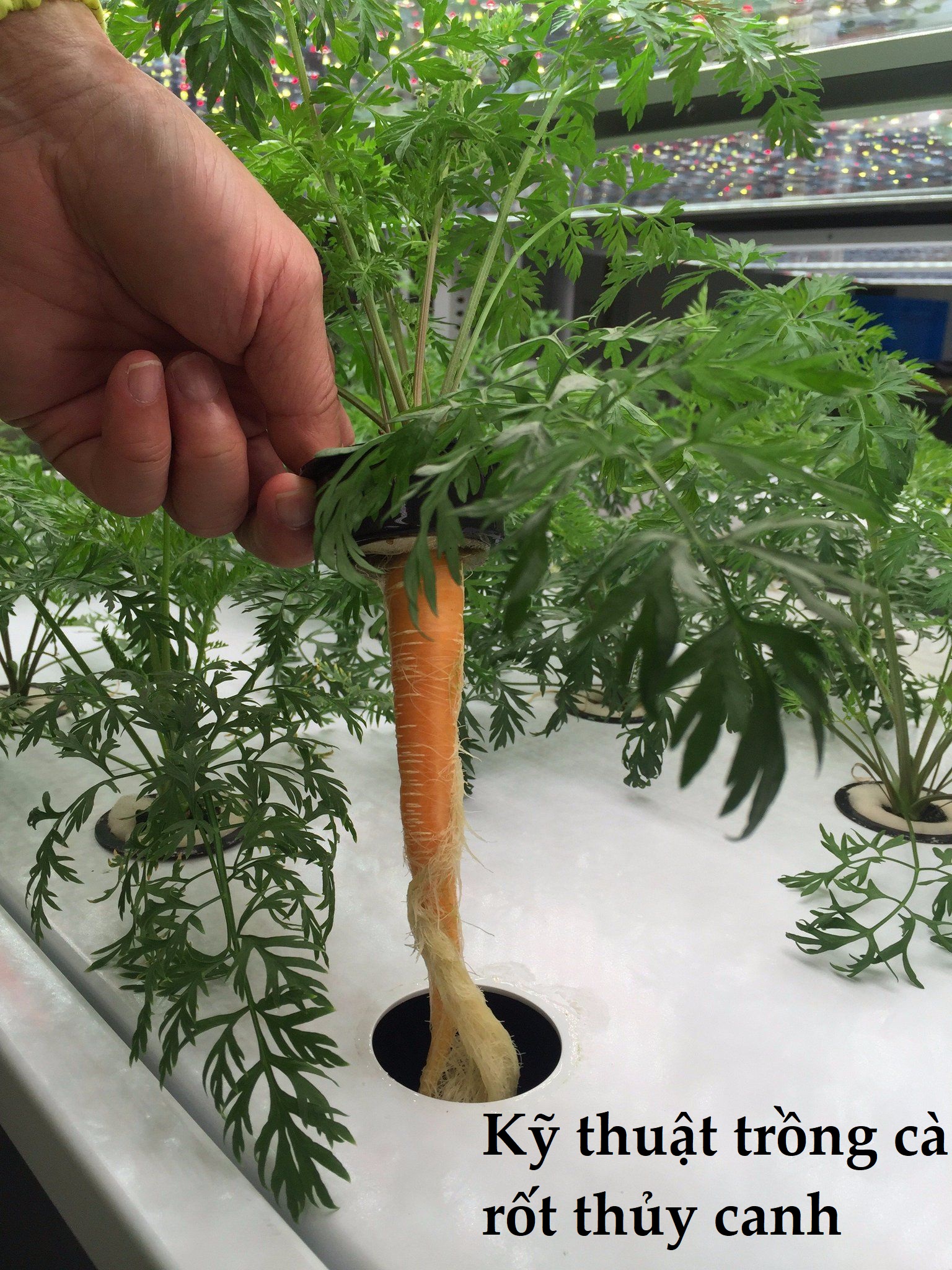 kỹ thuật trồng cà rốt thủy canh