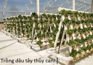 kỹ thuật trồng dâu tây thủy canh trên giá thể