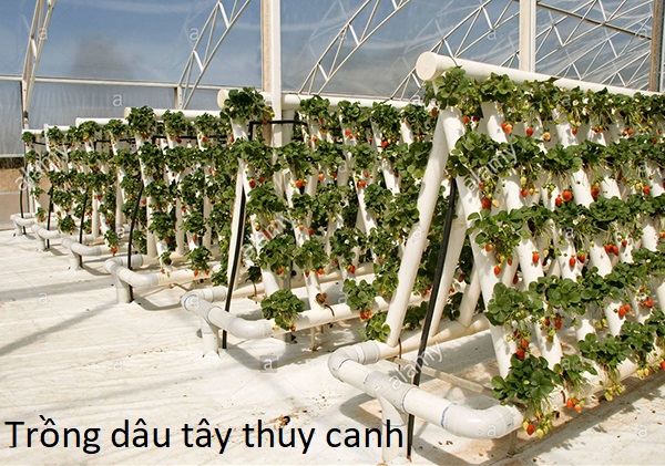 Read more about the article Phương pháp, Kỹ thuật trồng dâu tây thủy canh