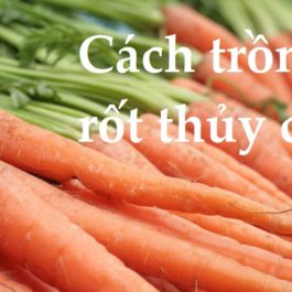 Hướng dẫn cách trồng cà rốt thủy canh đơn giản