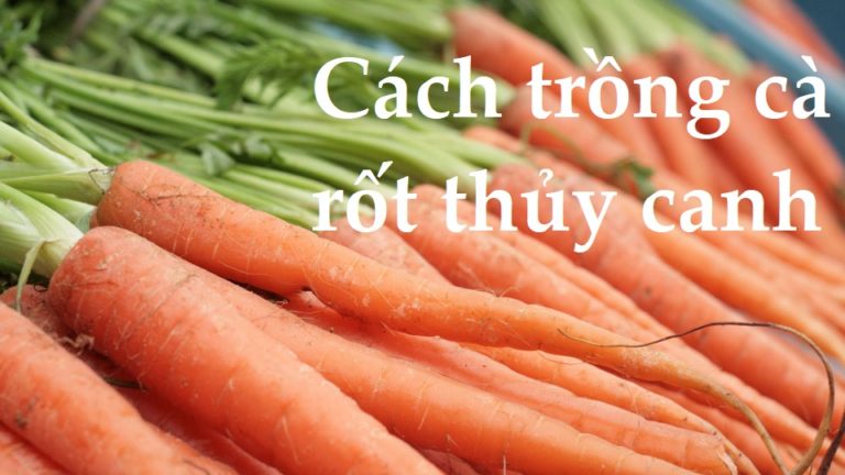 Read more about the article Hướng dẫn cách trồng cà rốt thủy canh đơn giản