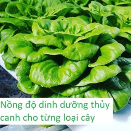 Nồng độ dung dịch thủy canh PPM của các loại rau phổ biến