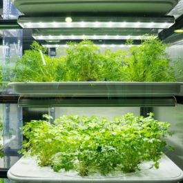 Giải đáp ánh sáng nhân tạo cho cây trồng có tốt không? 