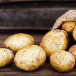 Cách trồng khoai tây thủy canh trong nước không cần đất trong thùng xốp