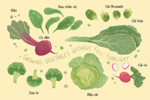 các loại rau trồng trong bóng râm