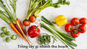 trồng rau gì dễ nhất