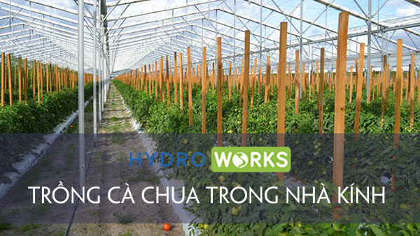 mô hình trồng cà chua sạch trong nhà lưới chống côn trùng