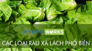 các loại xà lách