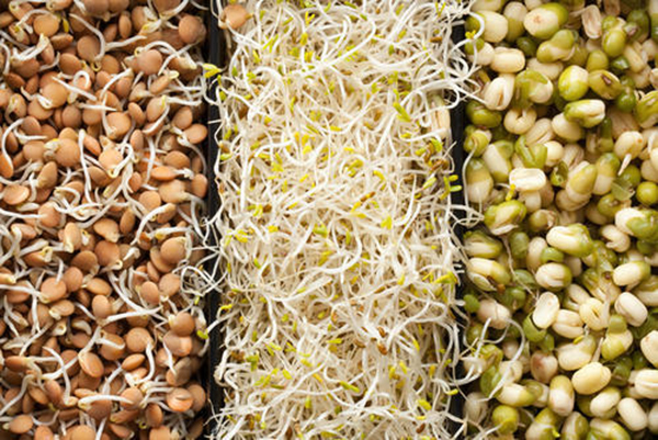 Read more about the article Rau mầm là gì? Các loại hạt giống rau mầm dễ trồng tại nhà